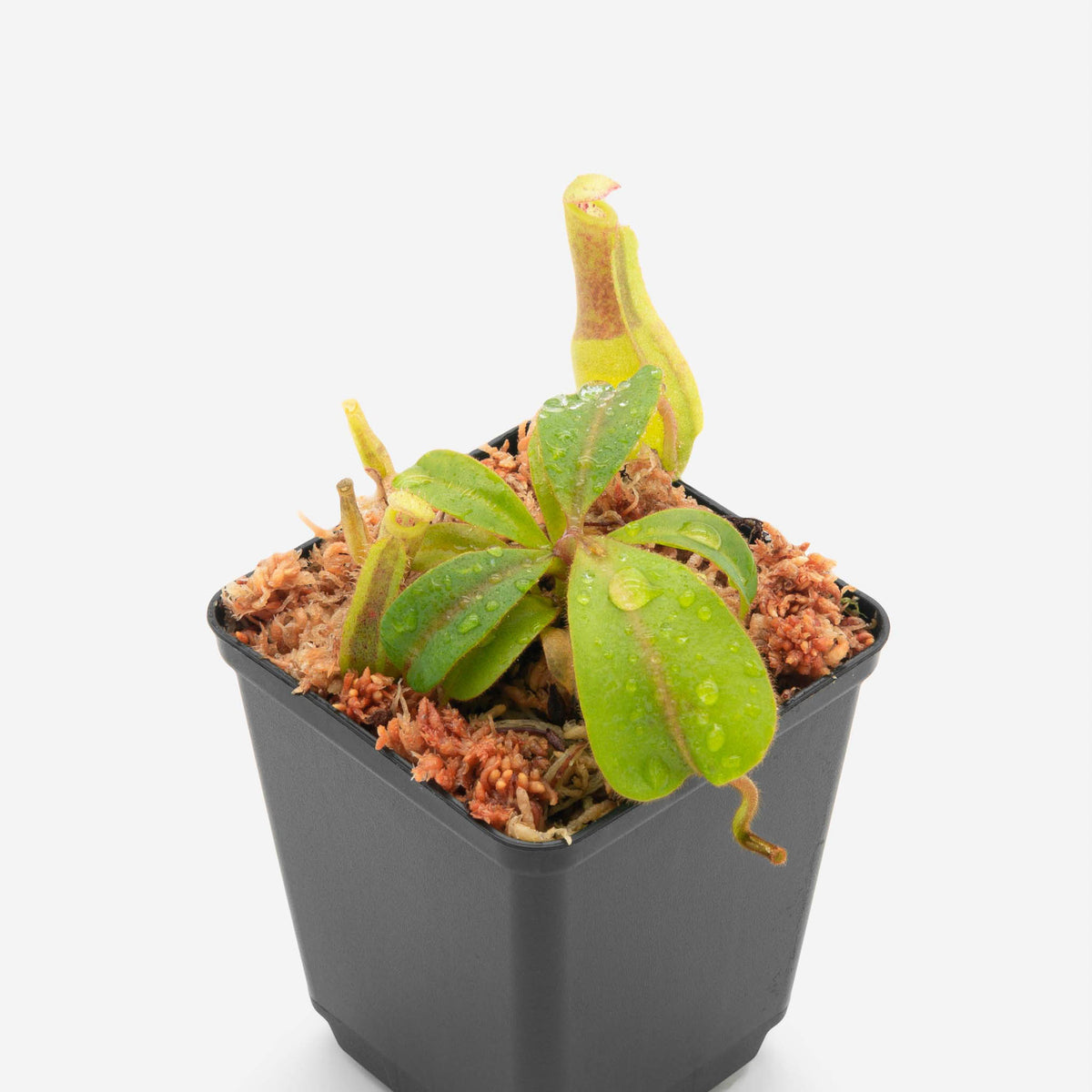 Nepenthes (veitchii x lowii) x clipeata FV-140-IC – Floravitro